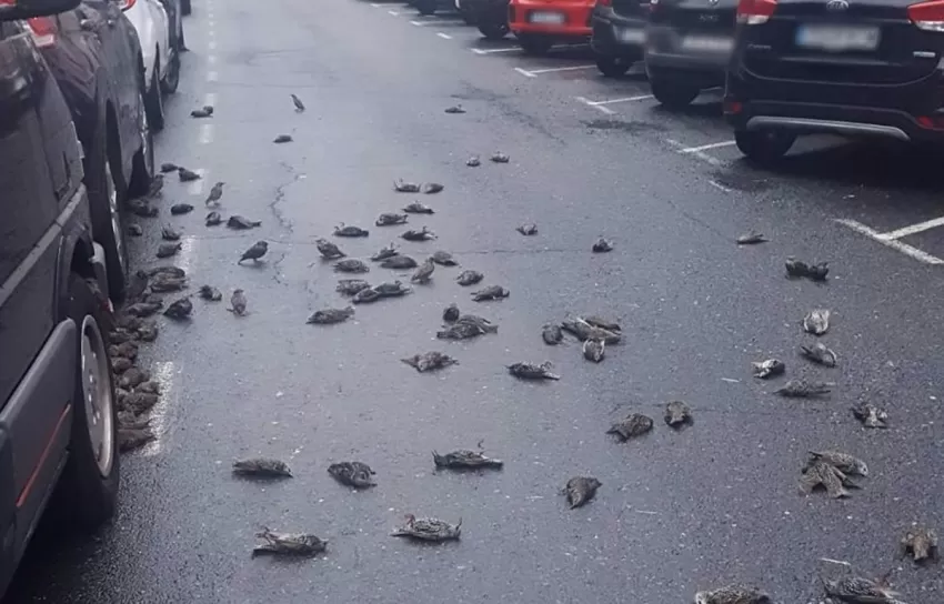 150 estorninos mueren en pleno vuelo y se precipitan sobre una calle de Ferrol