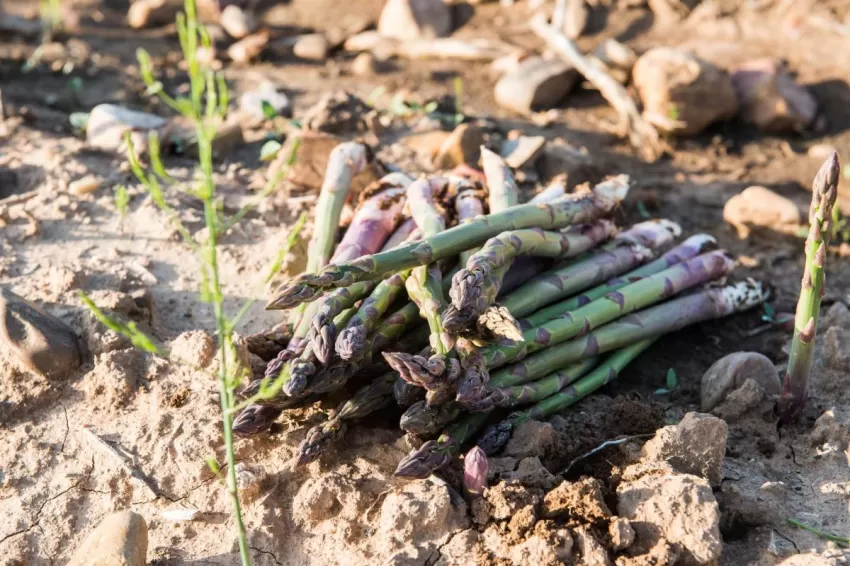 Agricultura otorga el reconocimiento oficial a la Interprofesional Agroalimentaria del Espárrago Verde