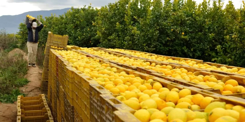 AILIMPO impulsa la publicación en el BOE de cinco contratos homologados de compraventa para la campaña 2021/2022