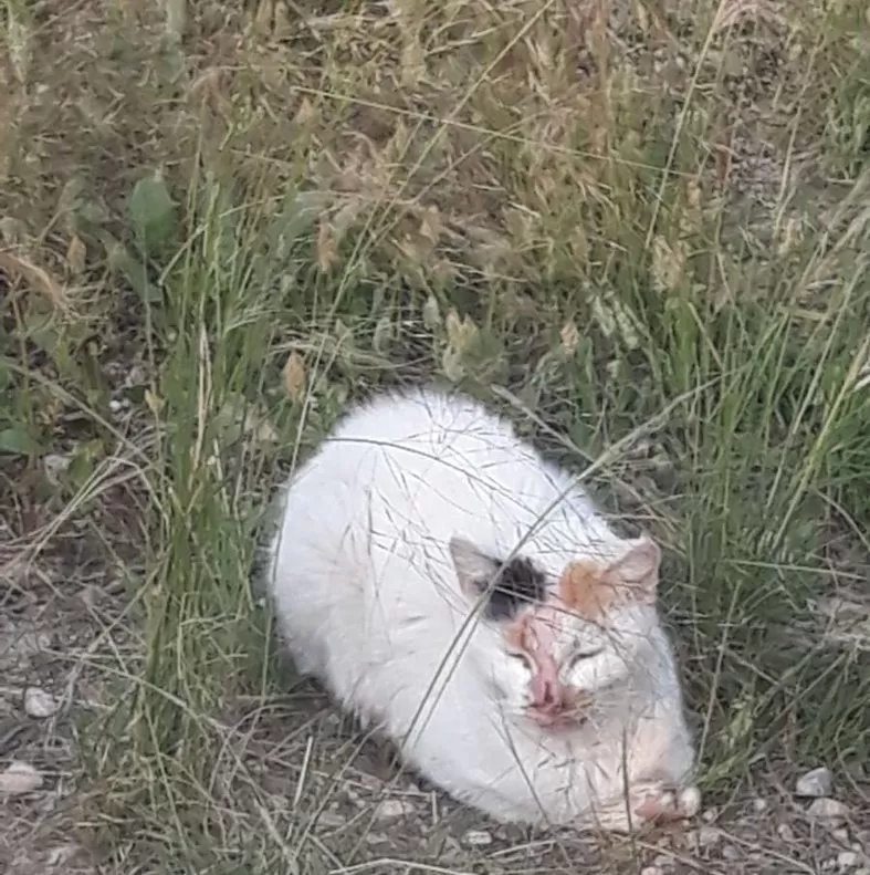 Alertan de ataques con ácido a colonias de gatos de las Torres de Cotillas