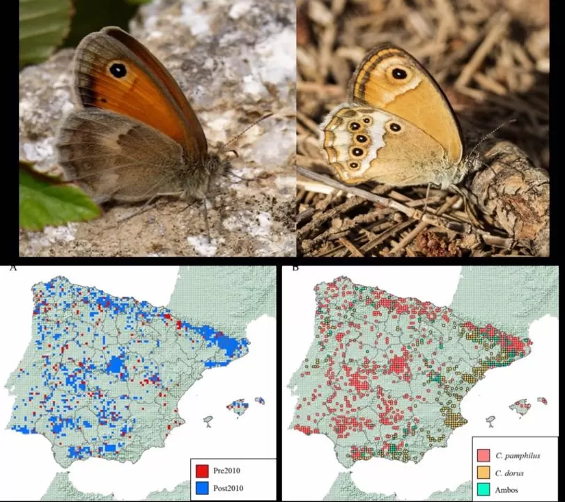 Alertan de la extinción de una de las mariposas más comunes de la Península Ibérica