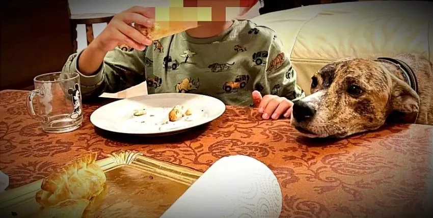 Alimentos tóxicos para nuestras mascotas y la razón por la que no debemos dárselos en Navidad