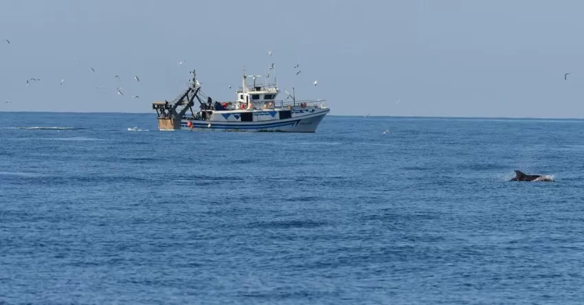 ANSE da comienzo a nuevas campañas para el estudio de las interacciones entre delfines mulares y artes de pesca