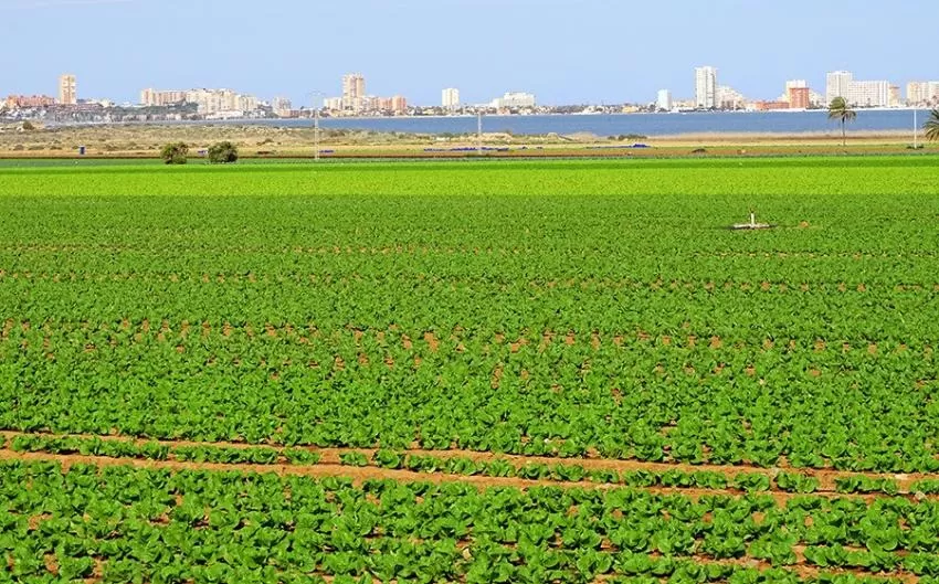 Brumas matinales en el Campo de Cartagena