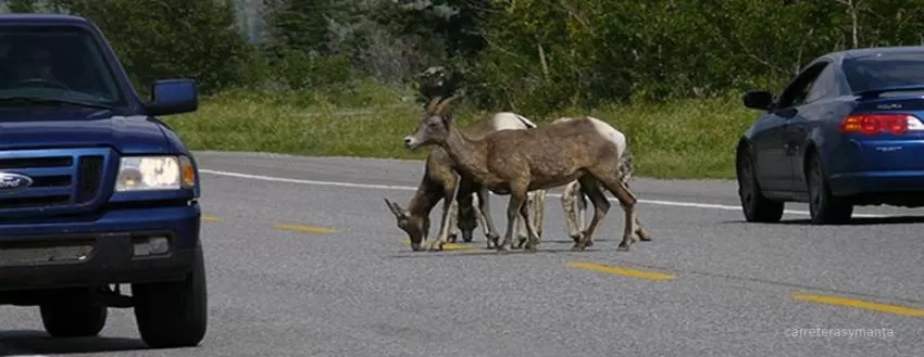 Carreteras de la muerte para la fauna autóctona