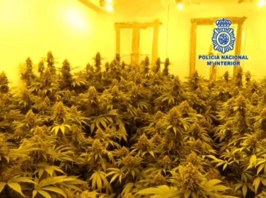 Cinco detenidos como presuntos responsables de plantaciones de marihuana en Murcia, Molina y Alcantarilla