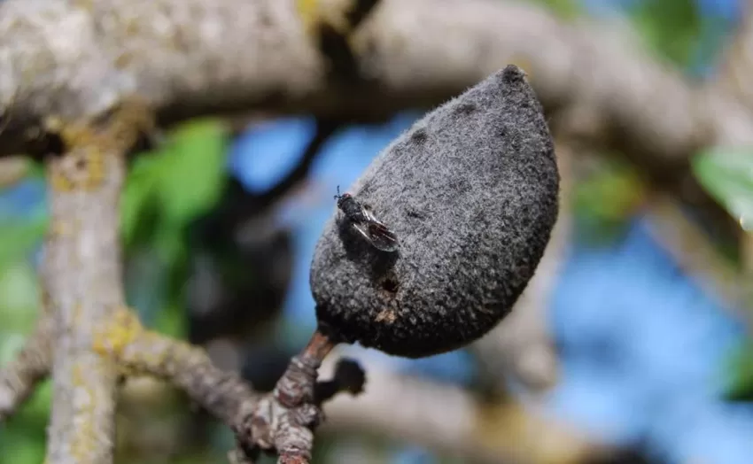 Comunidad amplía hasta el 31 de mayo el plazo para solicitar ayudas destinadas a jóvenes agricultores
