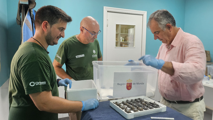 Finaliza la eclosión de dos nidos de tortuga boba en la Región, con un total de 136 ejemplares nacidos