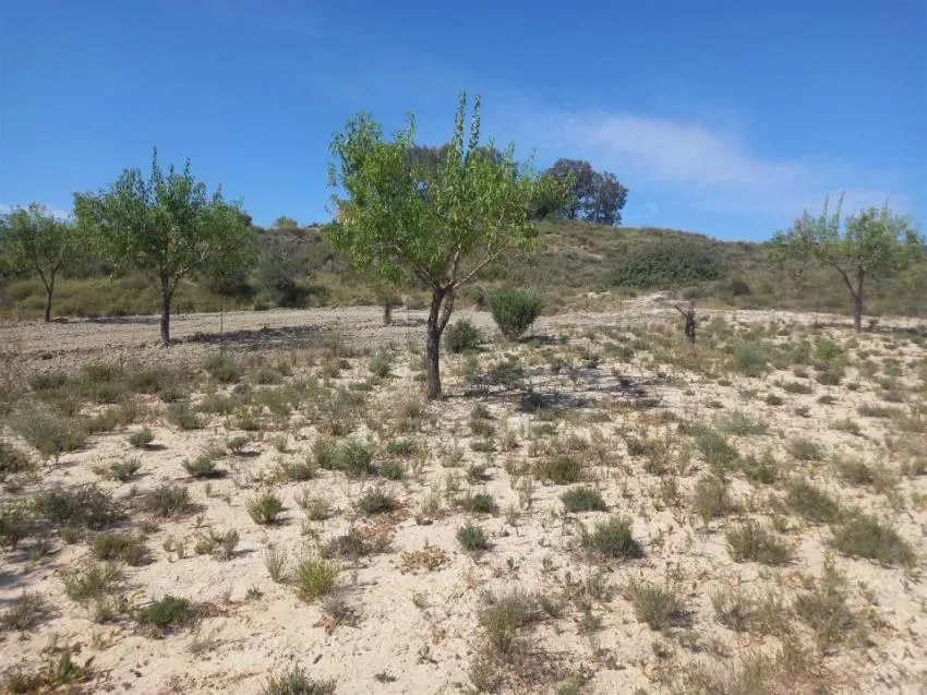 Cultivar tomillo entre almendros aumenta la productividad de la tierra y mitiga el cambio climático, según un estudio