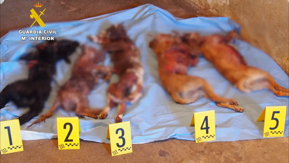 Desmantelada una falsa protectora por abandono y maltrato animal