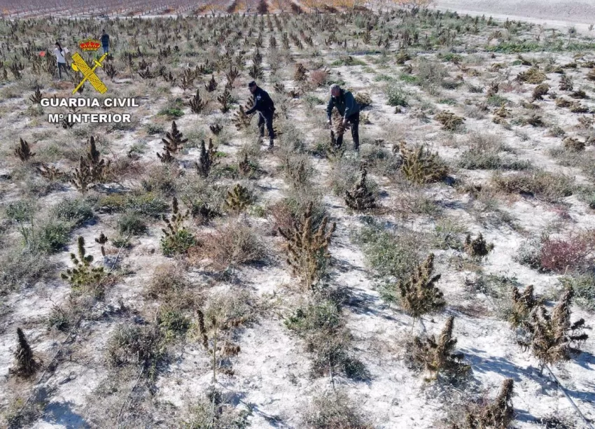 Desmantelan en Cieza varias plantaciones de marihuana cultivadas bajo la apariencia de cáñamo industrial