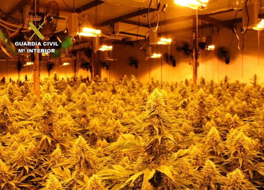 Desmantelan en La Unión un invernadero clandestino e incautan 300 plantas de marihuana