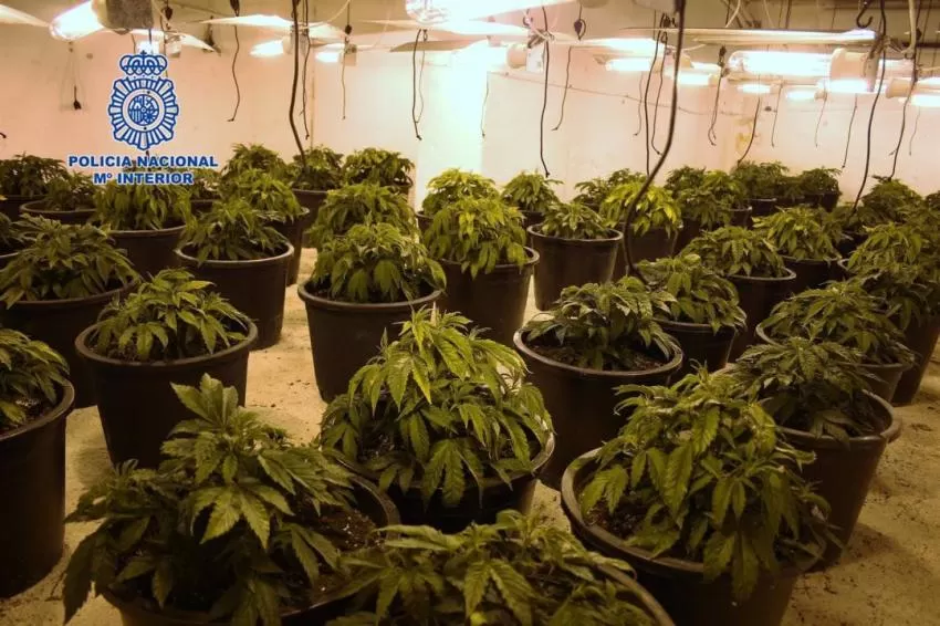 Detenidos 7 miembros de un clan familiar como responsables de una plantación de marihuana en Murcia