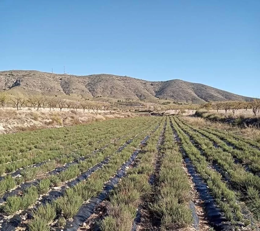 El Ayuntamiento de Lorca concede 10.000 euros a la Asociación de Productores de Plantas Aromáticas de las Tierras Altas