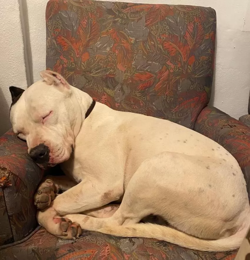 Un perro muere por falta de atención del Servicio de Zoonosis del Ayuntamiento de Murcia