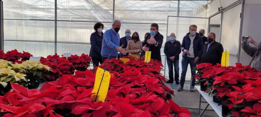 El consejero de Agricultura visita el vivero Barberet & Blanc y anima a comprar flor de pascua estas fiestas