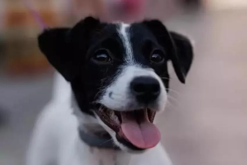 El Consejo de Ministros aprobará hoy en segunda vuelta la ley de protección animal, que eleva la penas por maltrato