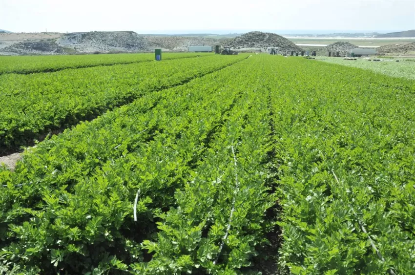 El crecimiento de las exportaciones agroalimentarias sitúa a la Región como la segunda provincia exportadora