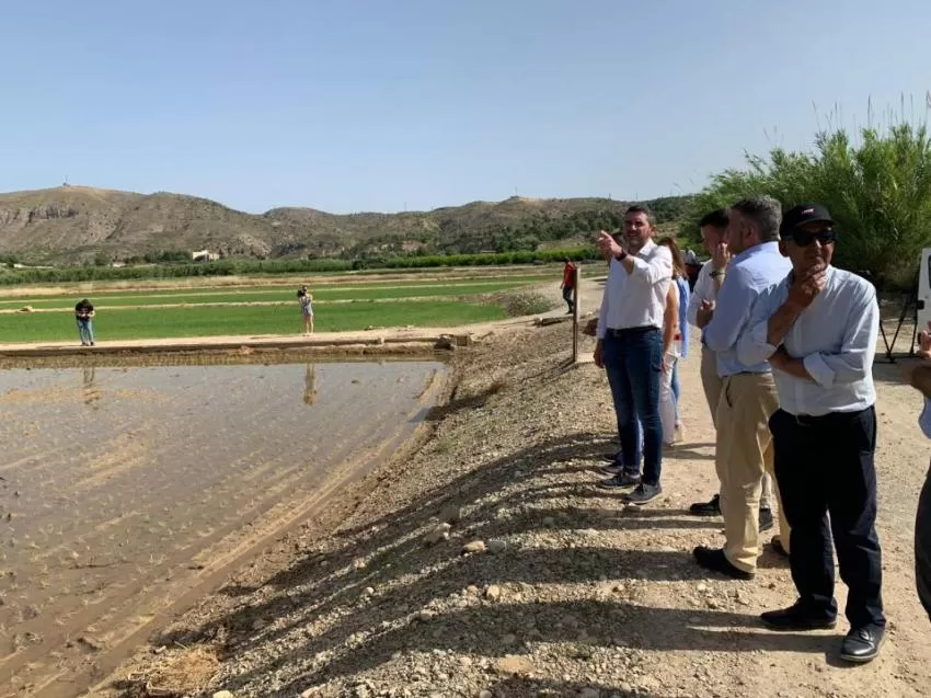 El cultivo de arroz de Calasparra comienza a experimentar los avances introducidos por ArrozInnova
