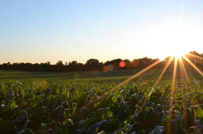 El Gobierno de España destina 4,2 millones para programas de desarrollo rural y agroalimentarios en la Región de Murcia