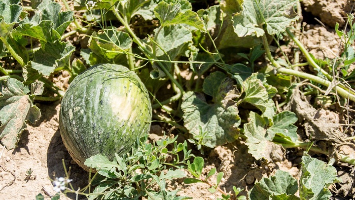 El Gobierno regional defiende una sanidad vegetal basada en criterios científicos para garantizar el futuro del cultivo del melón