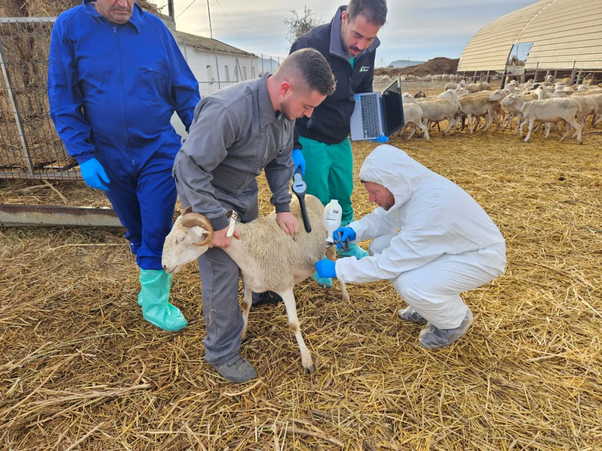 El Gobierno regional invierte 157.000 euros en la compra 150.000 nuevas dosis de la vacuna contra la lengua azul