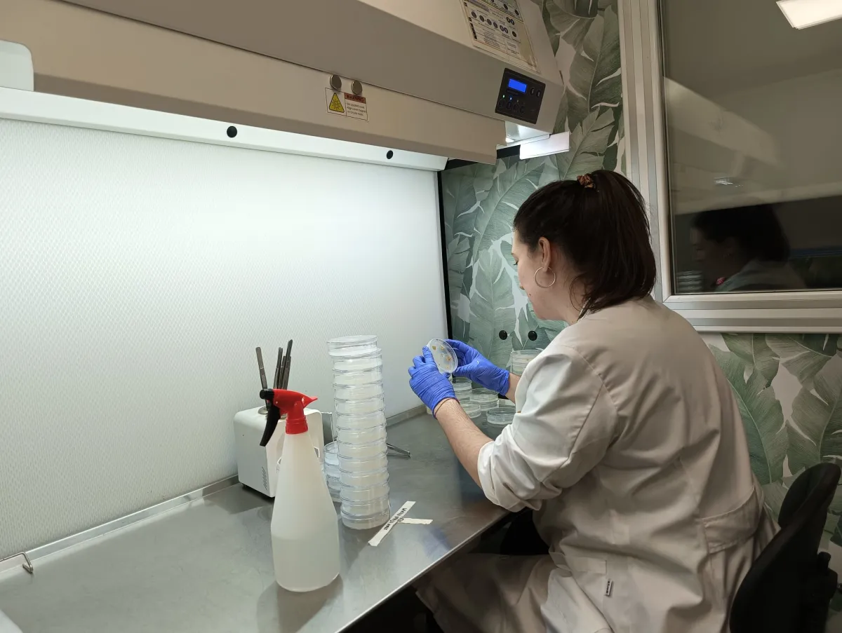 El IMIDA impulsa la mejora genética del brócoli para mejorar su resistencia a factores de estrés climático