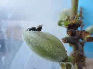 El IMIDA logra limitar y reducir la plaga de la 'avispilla del almendro', que afecta principalmente al Altiplano