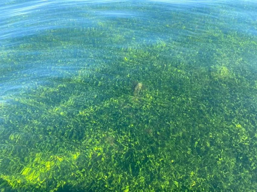 El valor medio de oxígeno en el área del Mar Menor entre Islas Menores y Mar de Cristal es de 7,91 mg/l