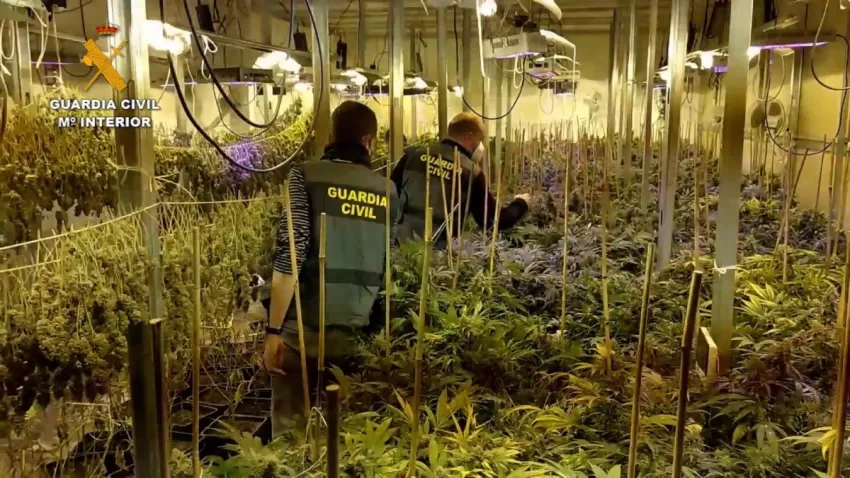 Evitan el tráfico de 2 millones de dosis de marihuana al caer una red internacional que operaba en Albacete