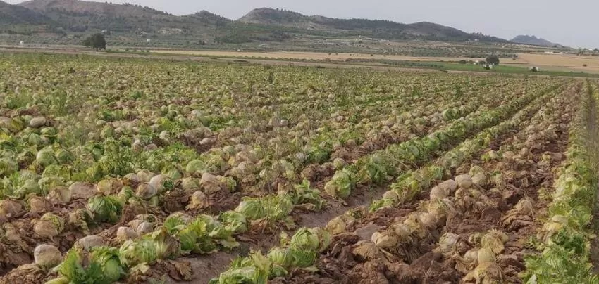 Gasto excesivo de agua y abandono de cultivos en Yecla
