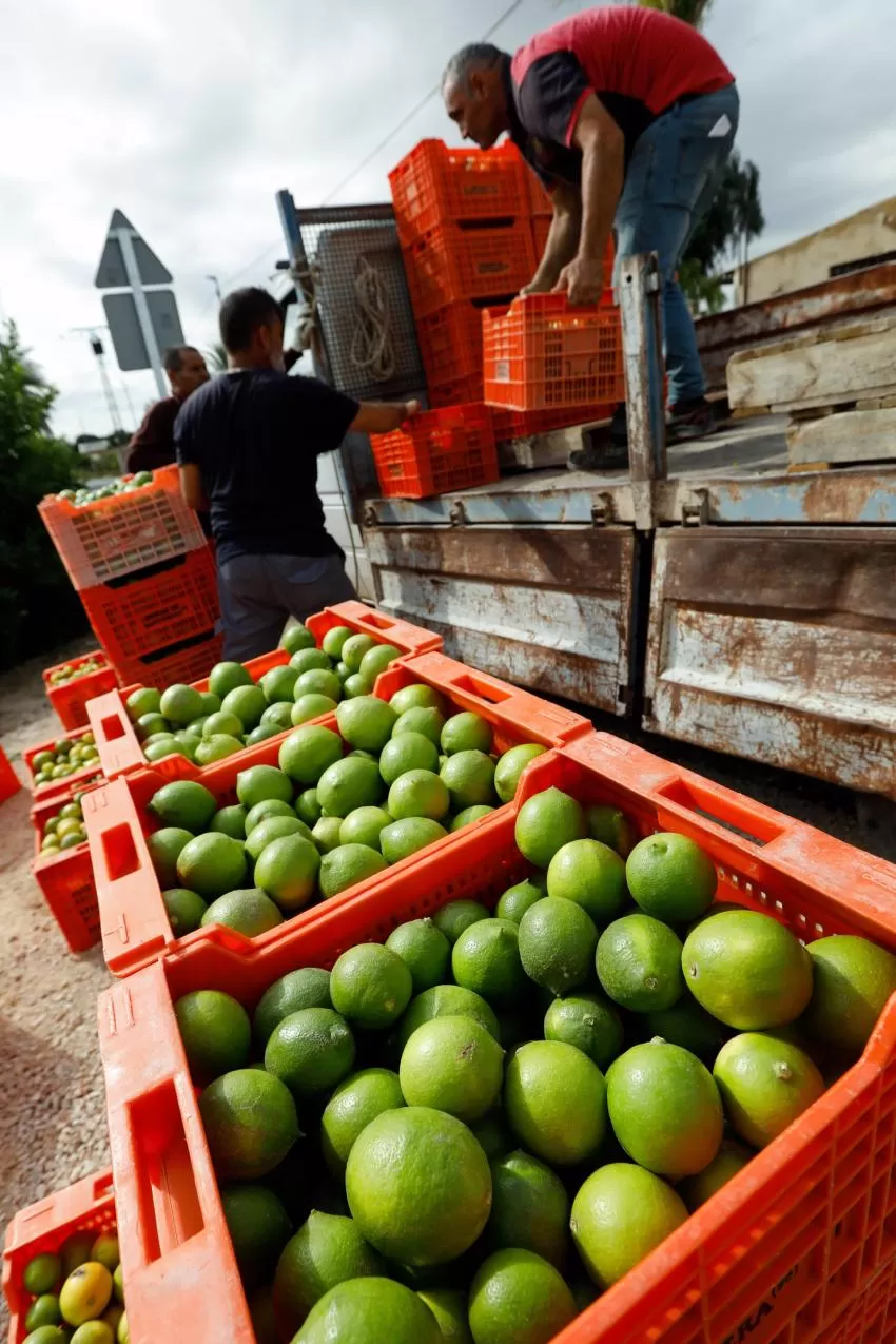 Gobierno pide que se considere a cítricos producto "muy sensible" frente a importaciones de terceros países