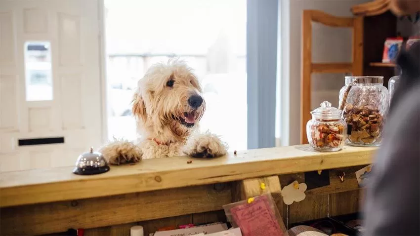 Hoteles para mascotas, la mejor opción para tus viajes
