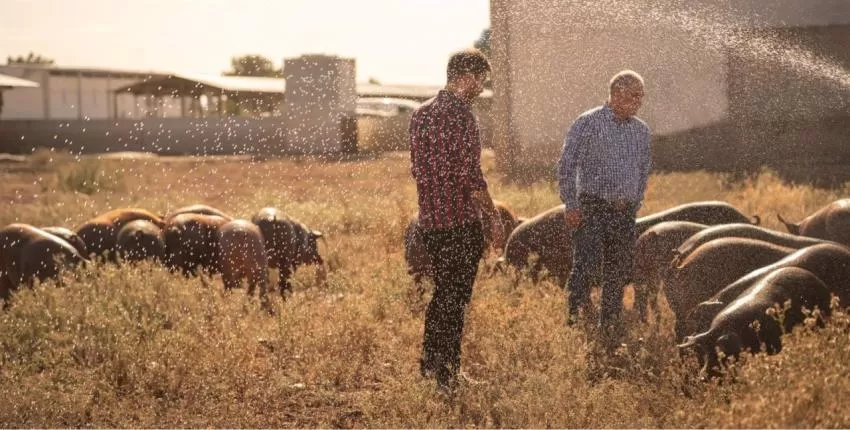 Cefusa logra la primera certificación de bienestar animal 'Excelente' en ibérico en España