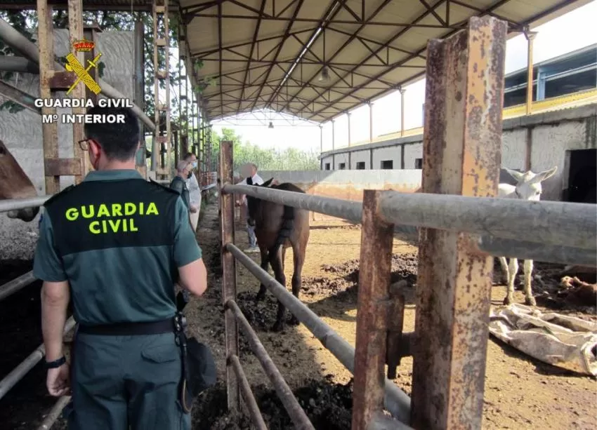 Investigado en Murcia por tener 35 equinos en estado "deplorable" conviviendo con 13 cadáveres de caballos