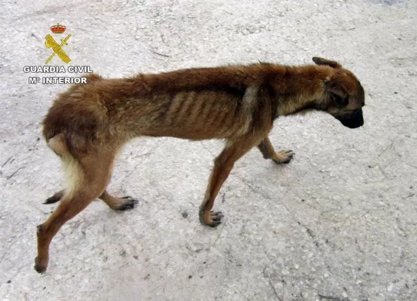 Investigan a un ganadero de Moratalla por tener animales muertos y desnutridos en su finca