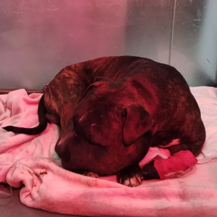 Investigan a un vecino de Valdemoro acusado de tirar a su perro desde un quinto piso en Nochebuena