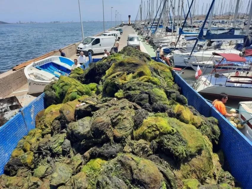 La bolsa hipóxica que afecta a una zona del Mar Menor del municipio de Cartagena se mantiene