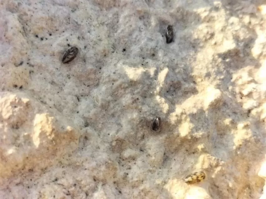 La CHS establece un plan de choque contra el mejillón cebra