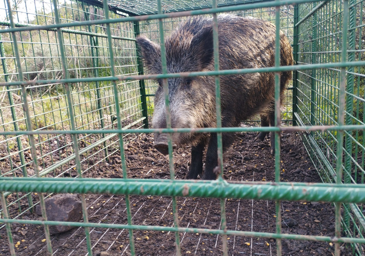 La Comunidad y ayuntamientos implementan control urgente de jabalíes en zonas urbanas