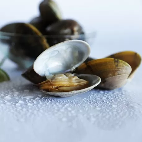 La Comunidad depurará el Mar Menor con un filtrado de almejas