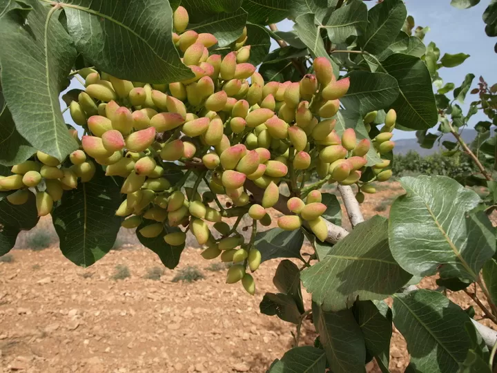La Comunidad estudia la implantación del pistacho como un cultivo alternativo en la comarca del Altiplano