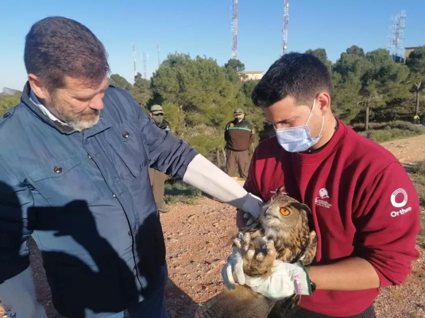 La Comunidad libera un búho real tras su rehabilitación durante tres meses en el Centro de Recuperación de Fauna