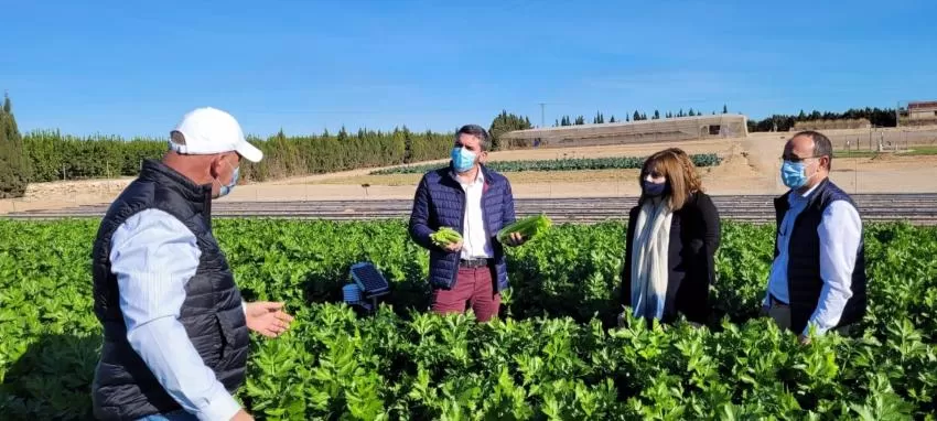 La Comunidad obtiene ahorros de agua del 21% y del 45% en fertilizantes con el uso de polímeros en el cultivo de apio