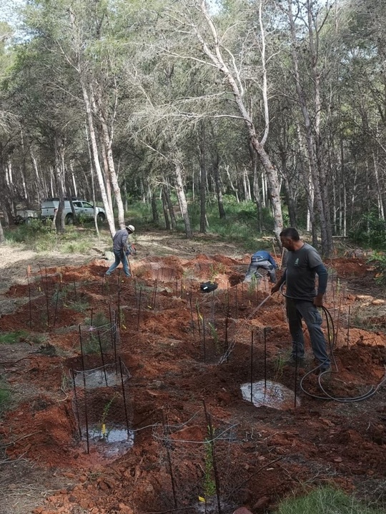 La Comunidad refuerza la recuperación de la jara de Cartagena con nuevas plantaciones y avances científicos en su hábitat natural