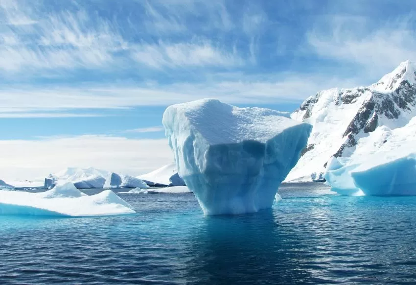 La desaparición del hielo en el Ártico amenaza la población de aves marinas