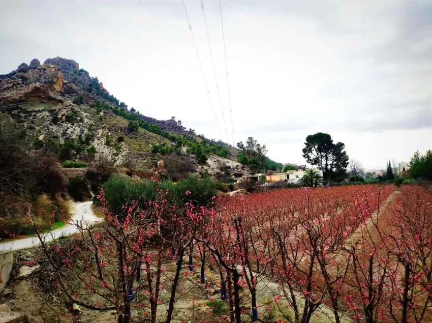 La floración vuelve a decorar el campo de Cieza