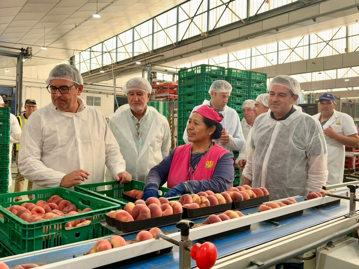 La fruta de hueso de la Región de Murcia llega a más de 50 países y alcanza un récord de 332 millones de euros en exportaciones de 2025