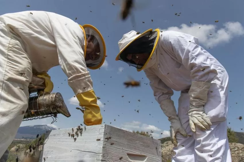 La Fundación ANSE y Aguas de Murcia se suman este viernes a la celebración del Día Mundial de las Abejas