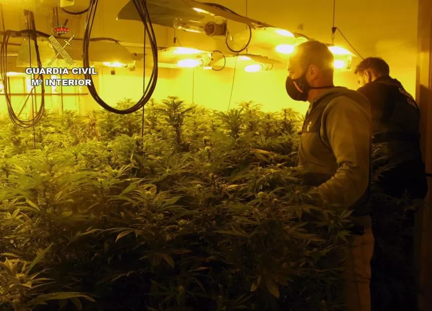 La Guardia Civil desmantela en Librilla un invernadero con cerca de 200 plantas de marihuana